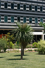 Image showing garden and building