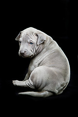 Image showing Thai ridgeback puppy on black background