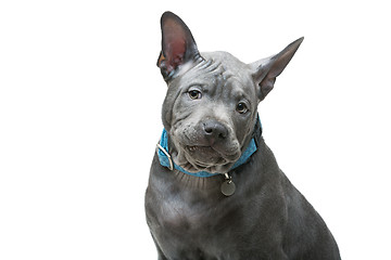 Image showing Thai ridgeback puppy