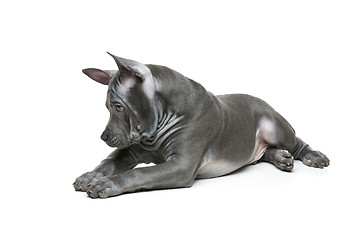 Image showing Thai ridgeback puppy