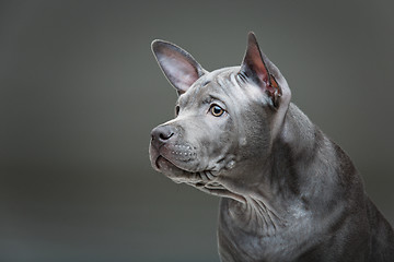 Image showing Thai ridgeback puppy