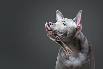 Image showing Thai ridgeback puppy