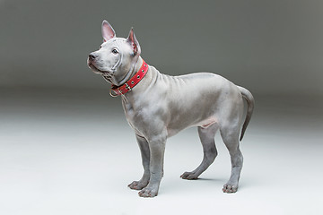 Image showing Thai ridgeback puppy