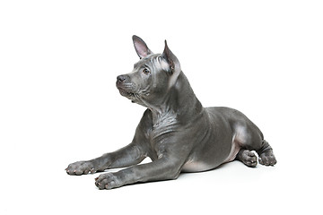 Image showing Thai ridgeback puppy