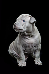 Image showing Thai ridgeback puppy on black background