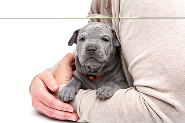 Image showing Thai ridgeback puppy sitting in man\'s arms