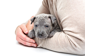 Image showing Thai ridgeback puppy sitting in man\'s arms