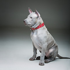 Image showing Thai ridgeback puppy