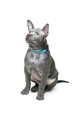 Image showing Thai ridgeback puppy