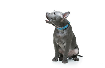 Image showing Thai ridgeback puppy