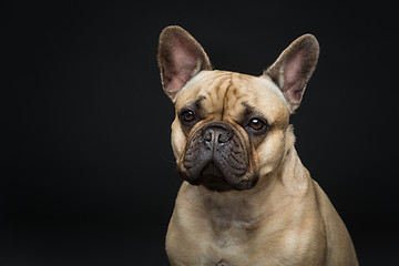 Image showing Beautiful french bulldog dog