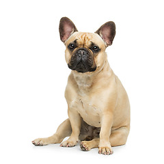 Image showing Beautiful french bulldog dog