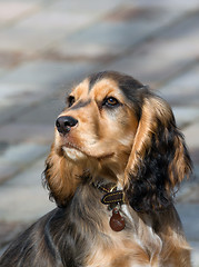 Image showing English Show Cocker Spaniel Puppy