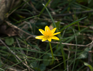 Image showing Lesser Celandine