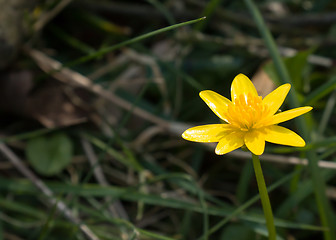 Image showing Lesser Celandine with Copy Space