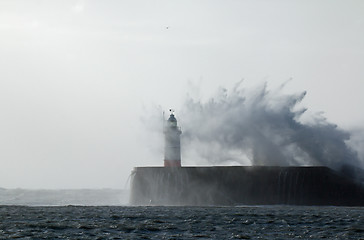 Image showing Newhaven Lighthouse and Gull