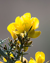 Image showing Gorse Backlit