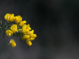 Image showing Gorse Flowers with Copy Space