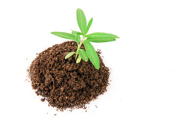 Image showing soil and plant