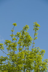 Image showing Tree top