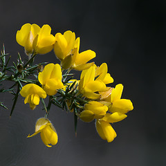 Image showing Yellow Gorse Flowers with Dark Background.