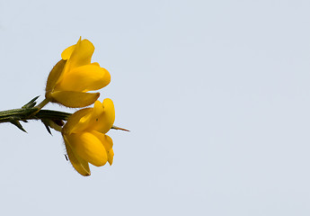 Image showing Yellow Gorse Flowers with Sky and Copy Space