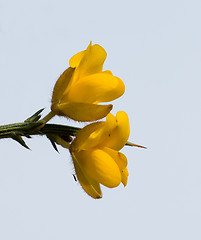 Image showing Yellow Gorse Flowers against Sky