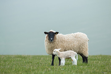 Image showing Ewe and Lamb