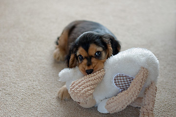 Image showing English Cocker Spaniel Puppy