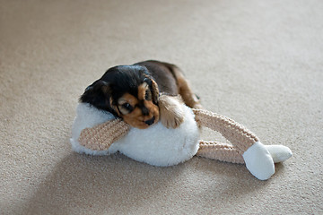 Image showing English Cocker Spaniel Puppy