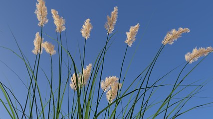 Image showing rendered blooming ryegrass