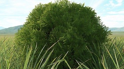 Image showing Cypress in a field of ornamental grass