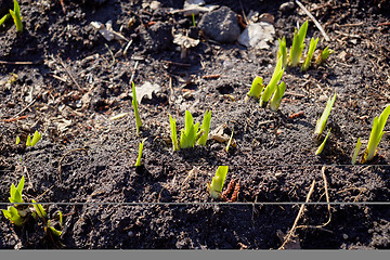 Image showing new sprouts in springtime