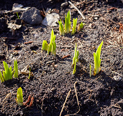 Image showing new sprouts in springtime