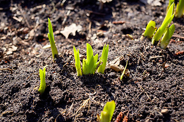 Image showing new sprouts in springtime