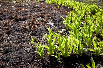 Image showing new sprouts in springtime