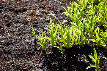 Image showing new sprouts in springtime