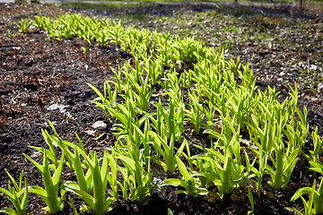 Image showing new sprouts in springtime