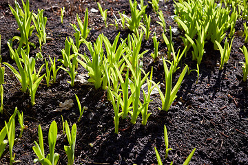 Image showing new sprouts in springtime