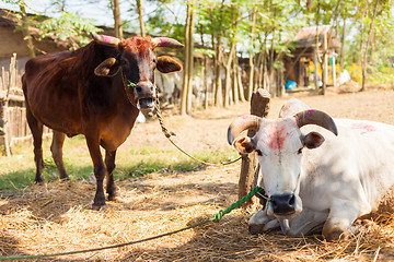 Image showing Cows with tika