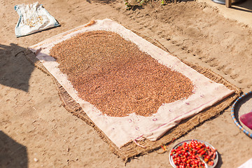 Image showing Pulses drying in the sun