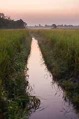 Image showing Rice fields at dusk, Nepal