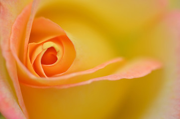 Image showing Beautifu yellow rose flower