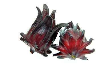 Image showing Hibiscus sabdariffa or roselle fruits