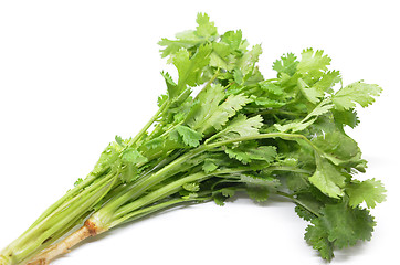 Image showing Fresh coriander bunch 