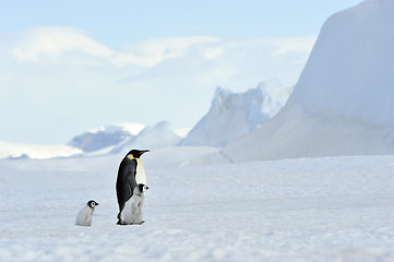 Image showing Emperor Penguins with chick