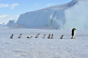 Image showing Emperor Penguins with chick