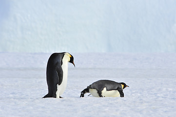 Image showing Two Emperor Penguins on the snow