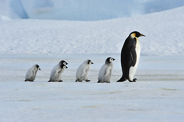 Image showing Emperor Penguins with chick