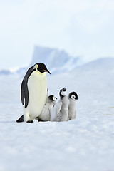 Image showing Emperor Penguins with chick